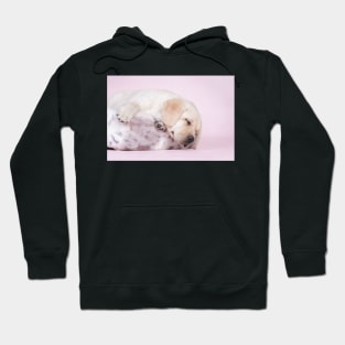 Lab in pink Hoodie